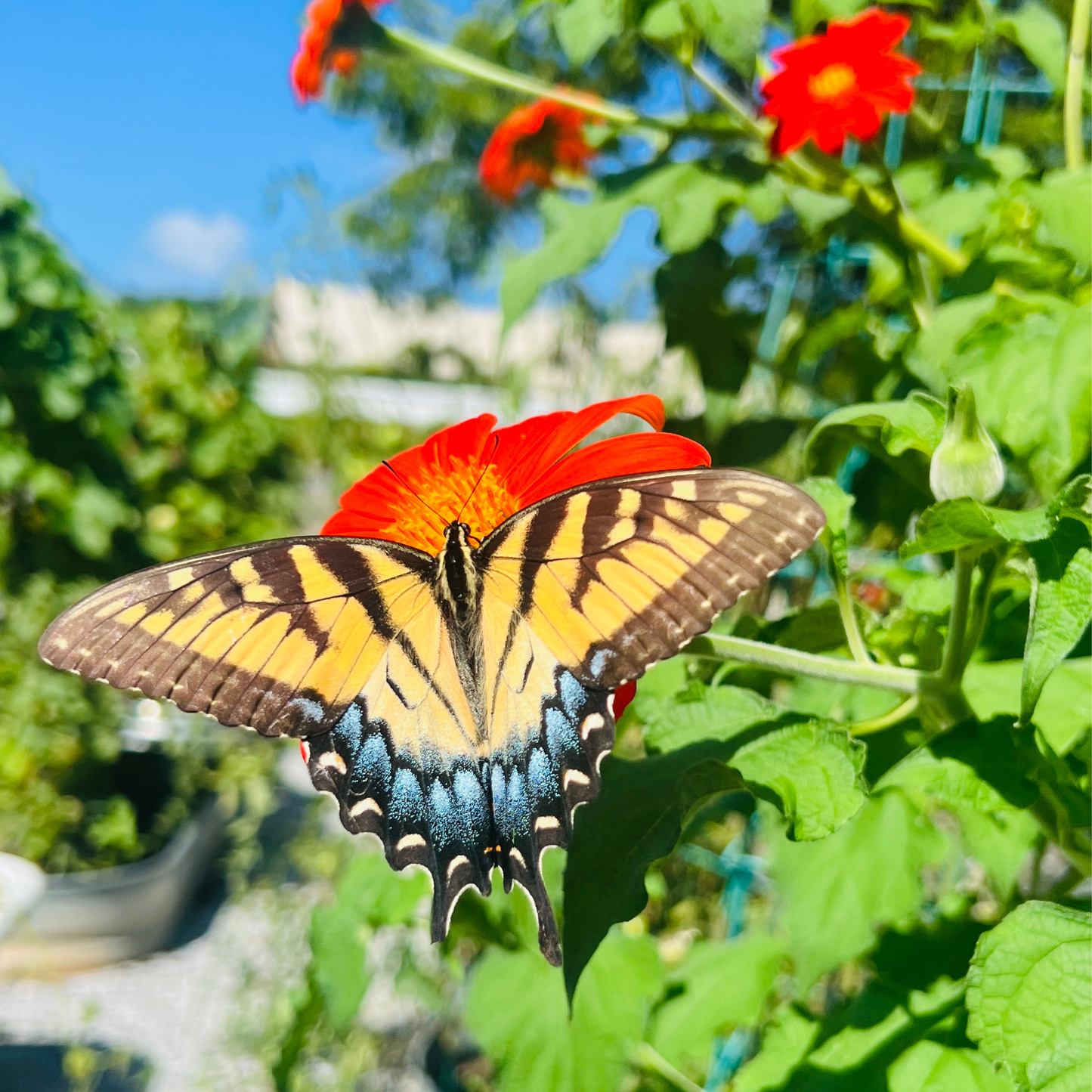 Sow the Magic - Mexican Sunflower Tarot Garden + Gift Seed Packet