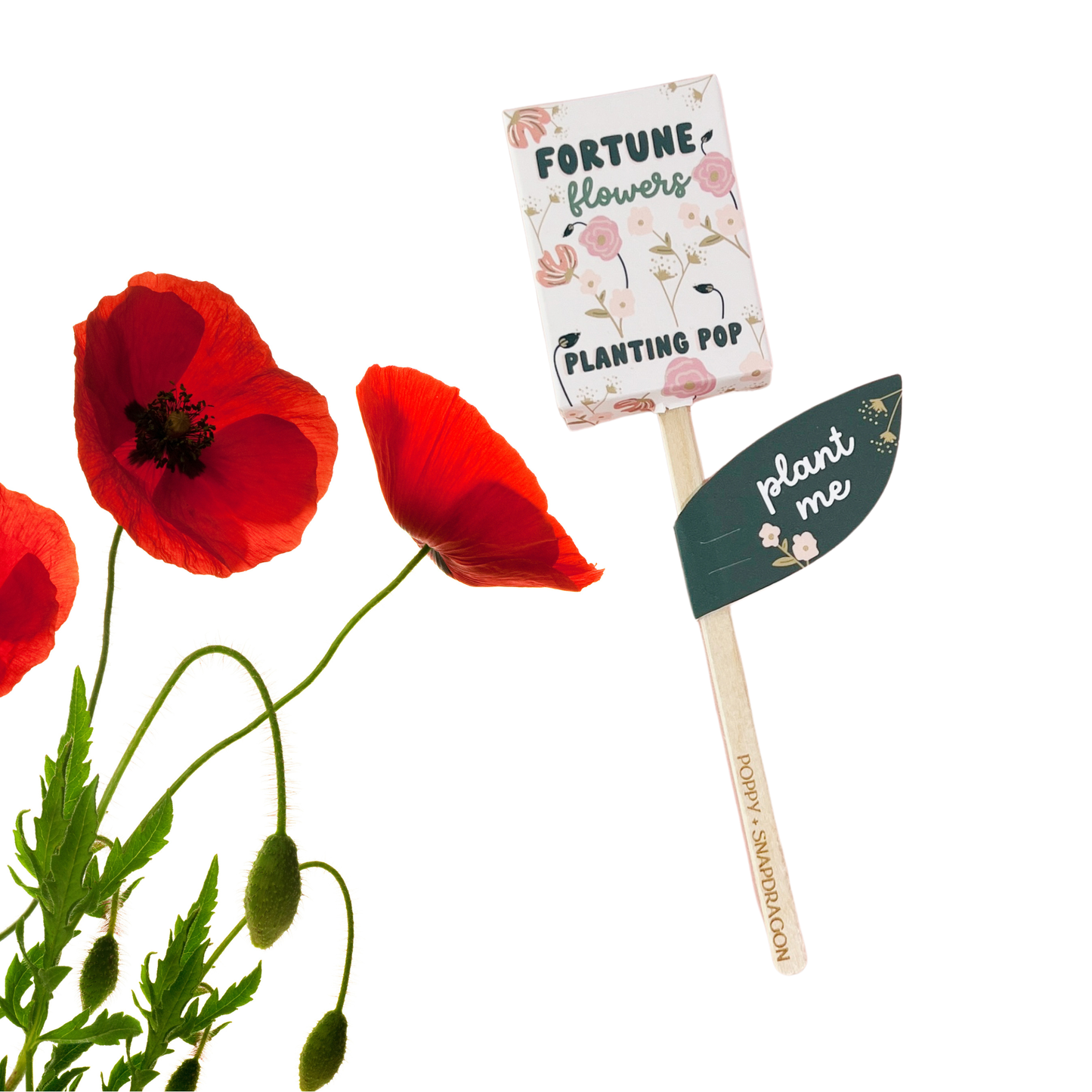 Sow the Magic - Fortune Flowers Garden + Gift Seed Planting Pop