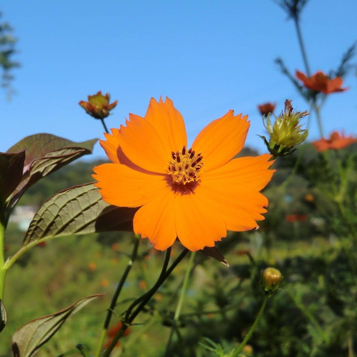 Sow the Magic - Diablo Cosmos Tarot Garden + Gift Seed Packet