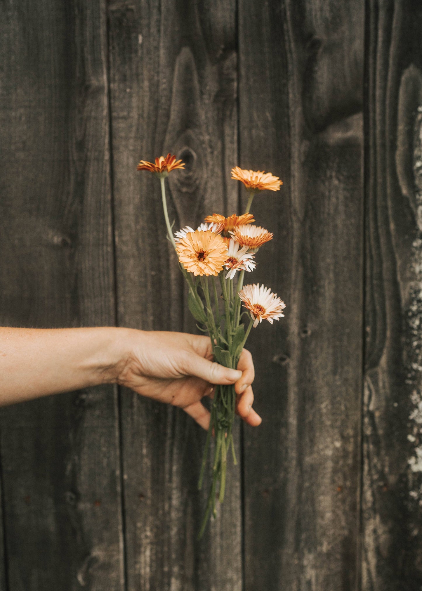 Foxglove Farmhouse - Calendula Zeolights Seeds