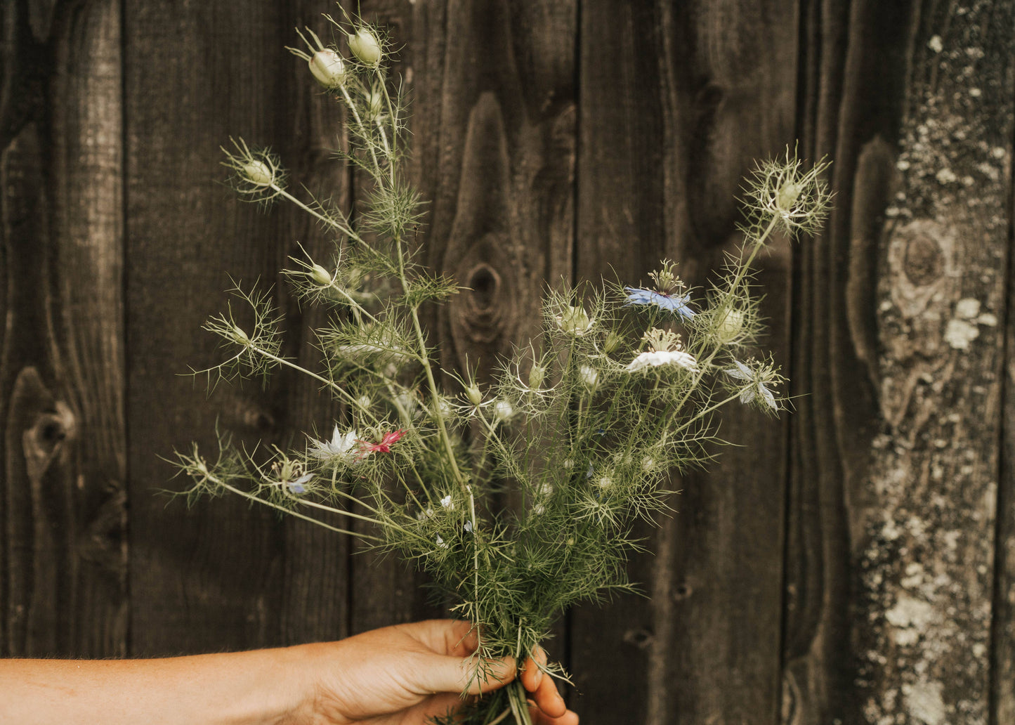 Nigella Love-In-A-Mist