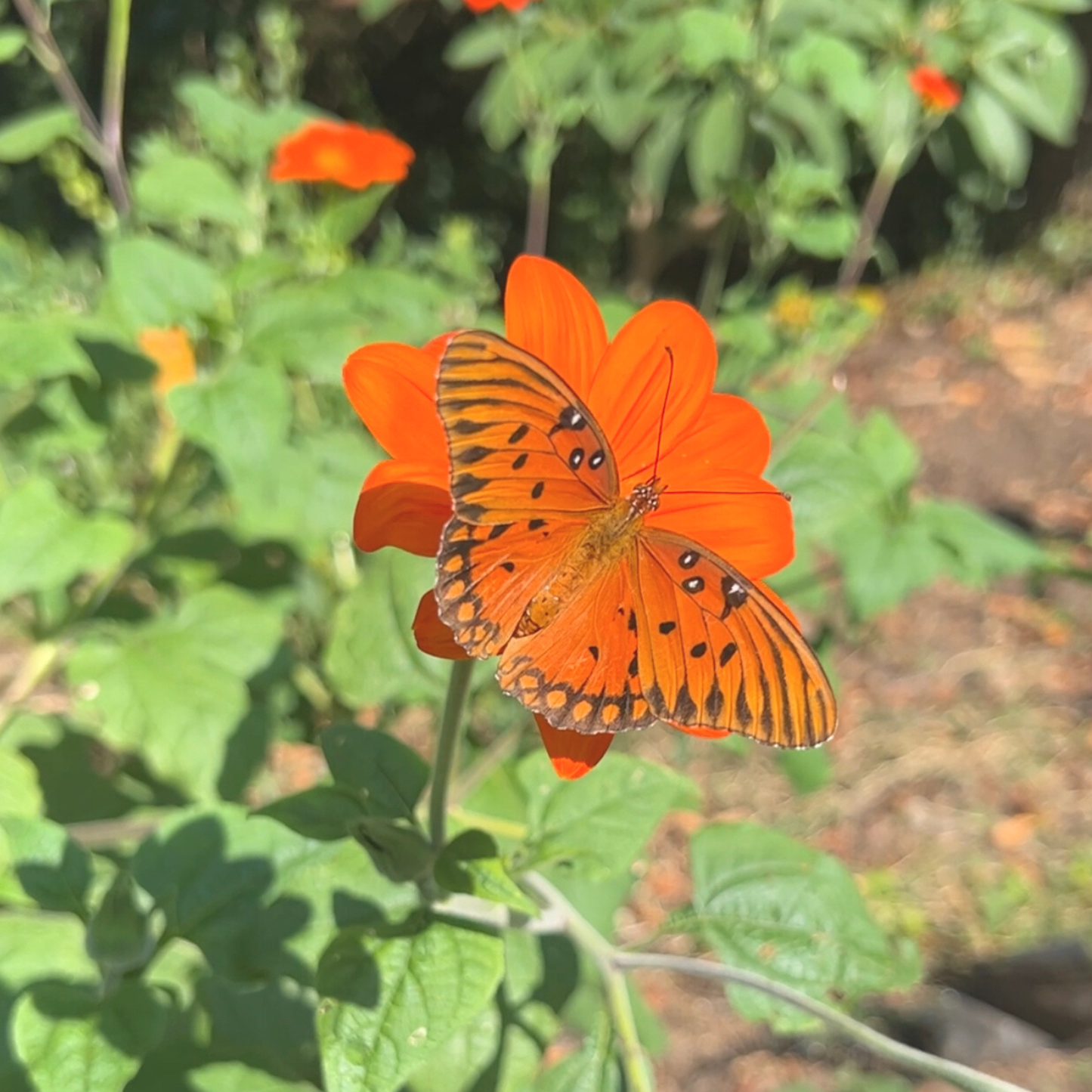 Sow the Magic - Mexican Sunflower Tarot Garden + Gift Seed Packet