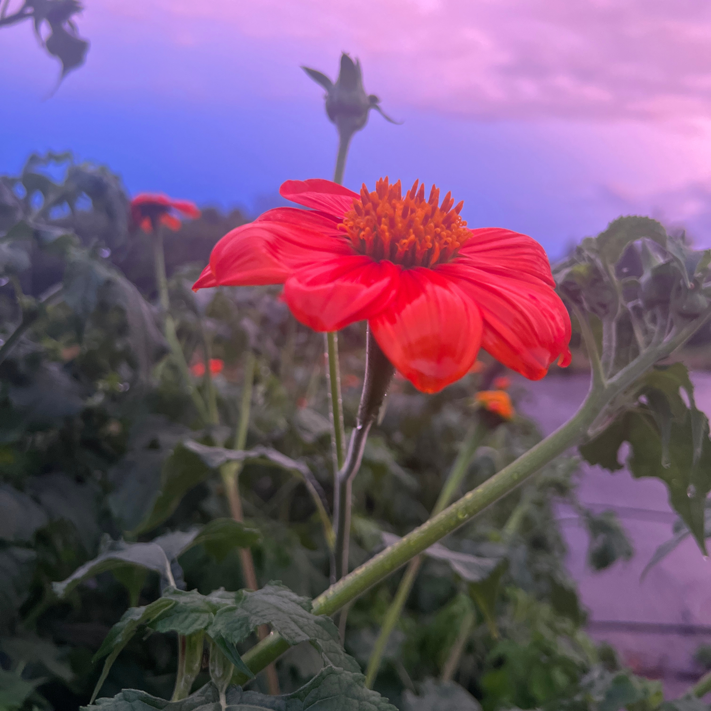 Sow the Magic - Mexican Sunflower Tarot Garden + Gift Seed Packet