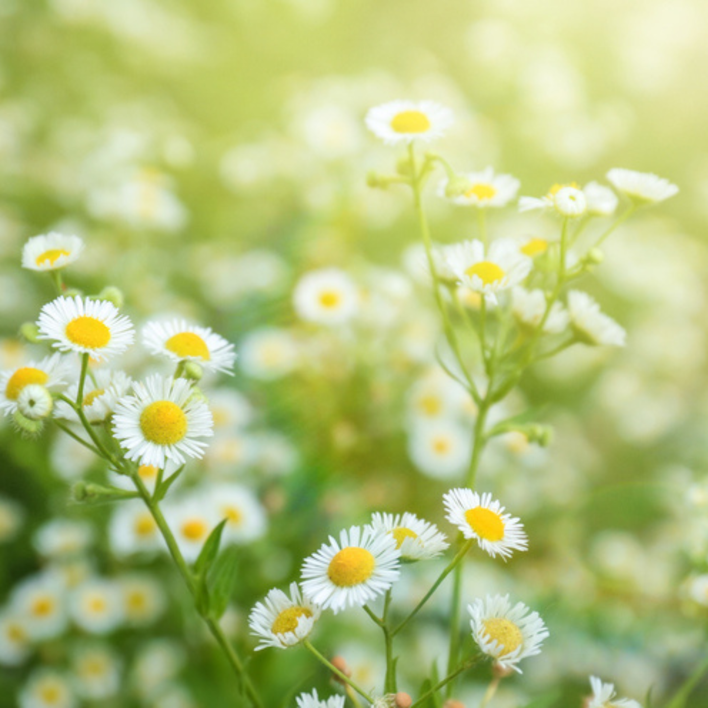 Sow the Magic - German Chamomile Tarot Garden + Gift Seed Packet