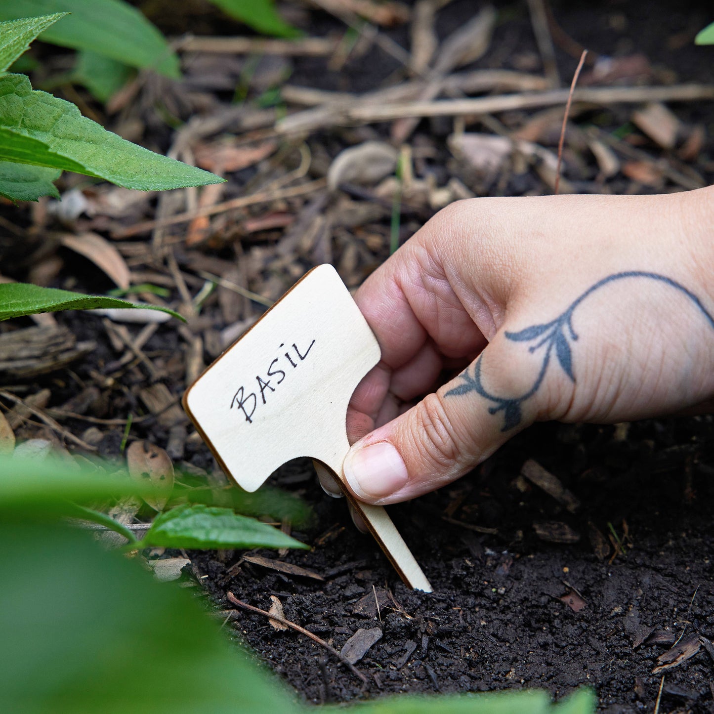 Seed Library: Culinary Herbs