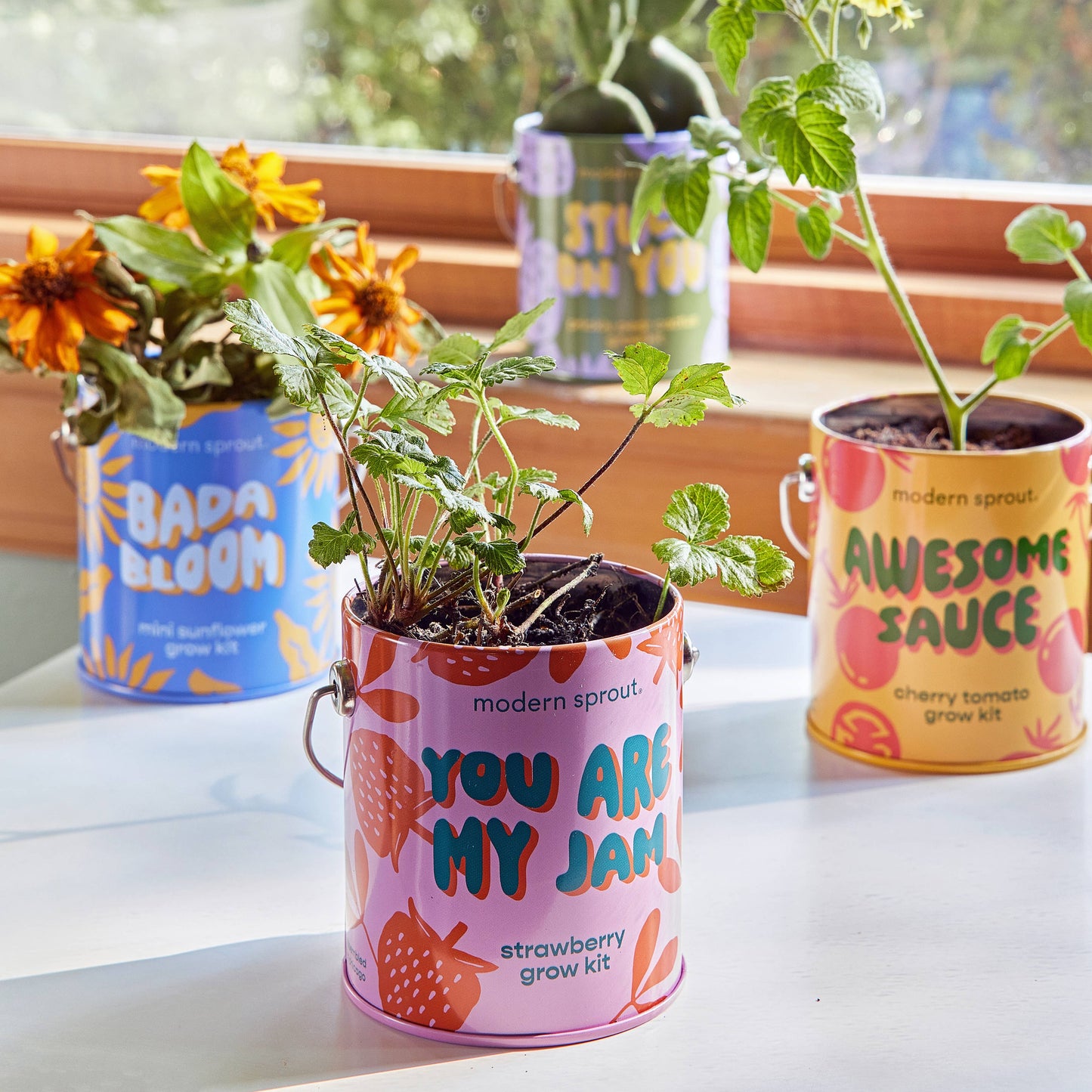 Modern Sprout Grow Kits: You are My Jam