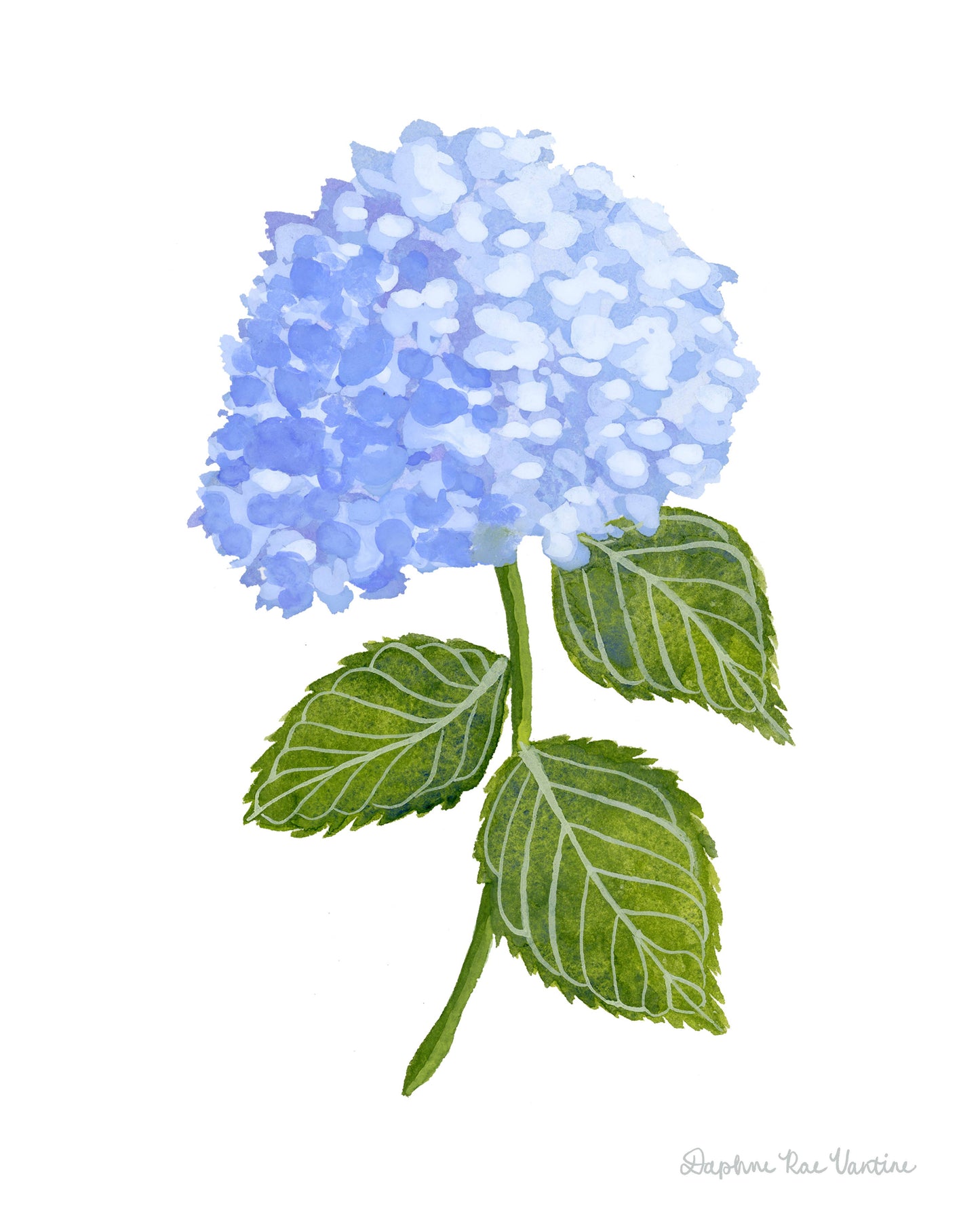 Blue Hydrangea Botanical Art Print