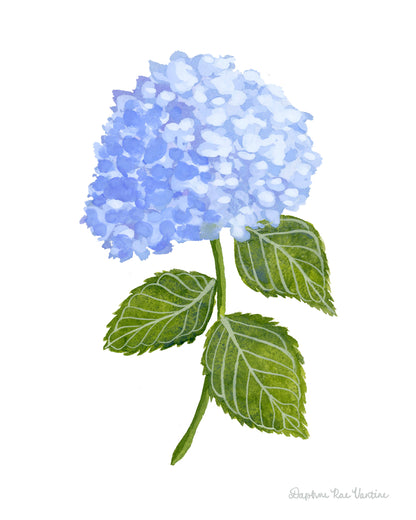 Blue Hydrangea Botanical Art Print