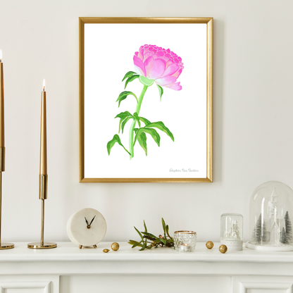 Pink Peony Botanical Art Print