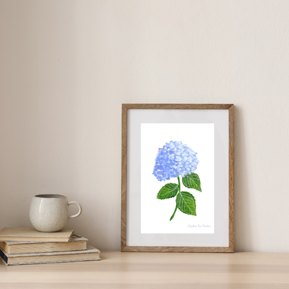 Blue Hydrangea Botanical Art Print