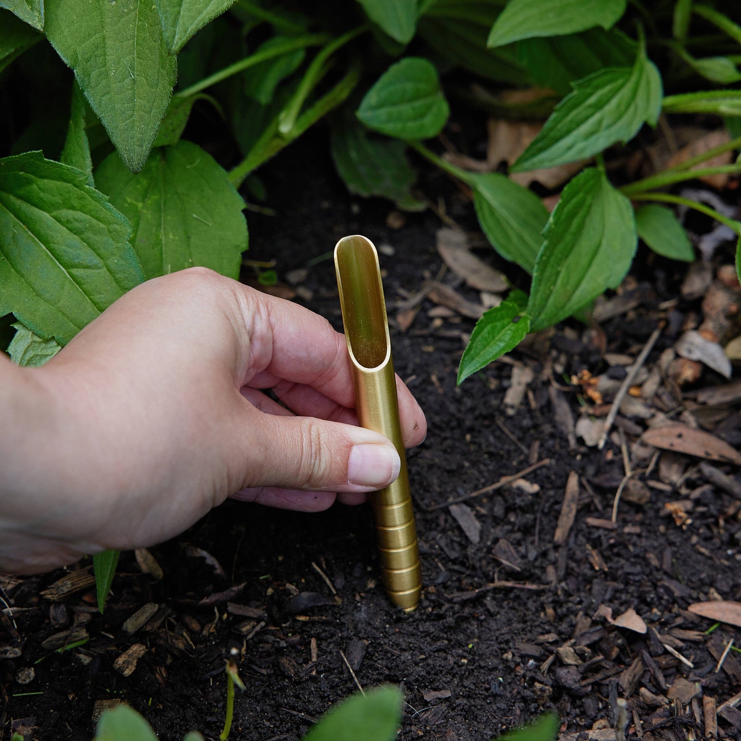 Seed Library: Culinary Herbs