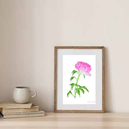Pink Peony Botanical Art Print