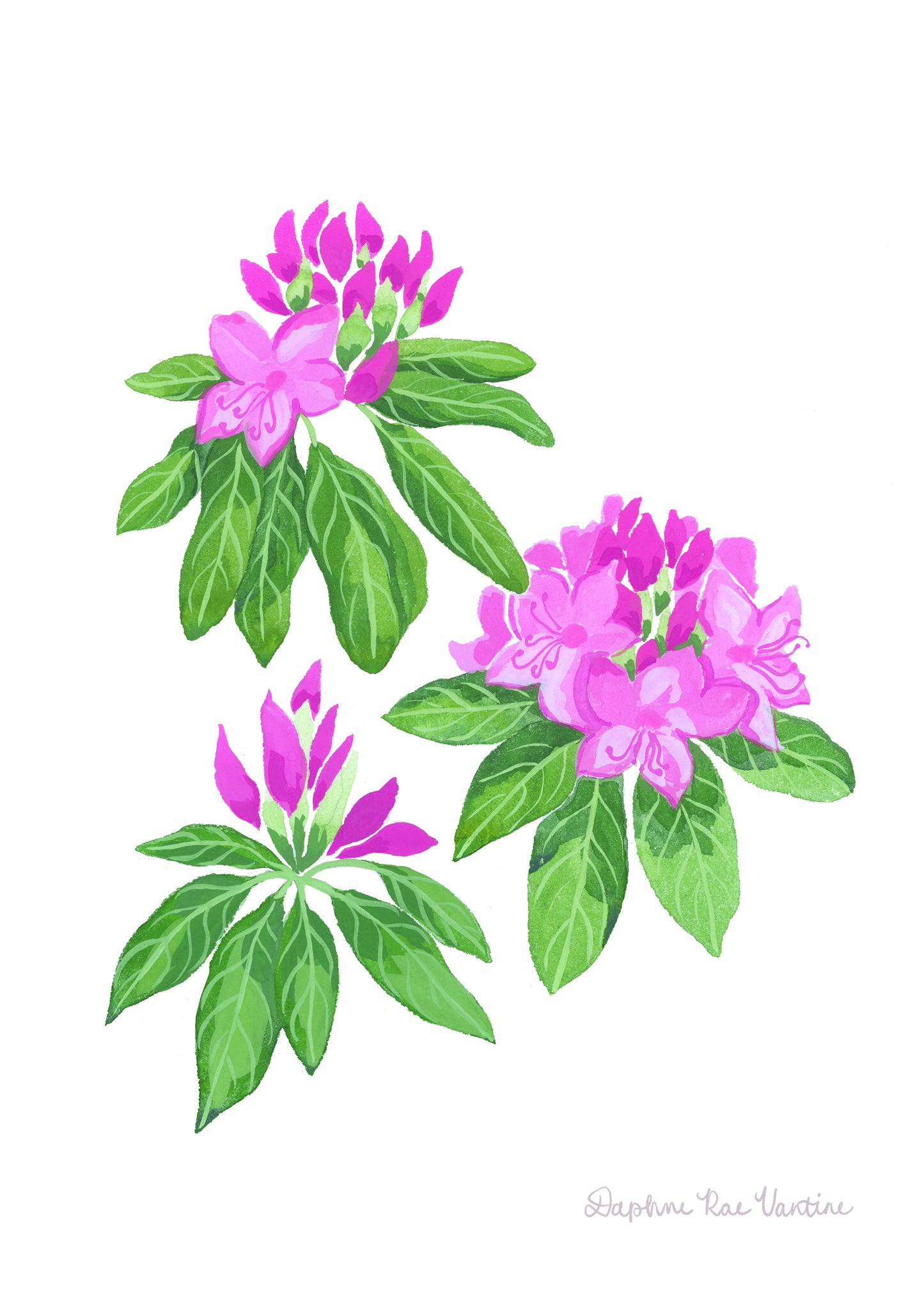 Rhododendron Botanical Art Print