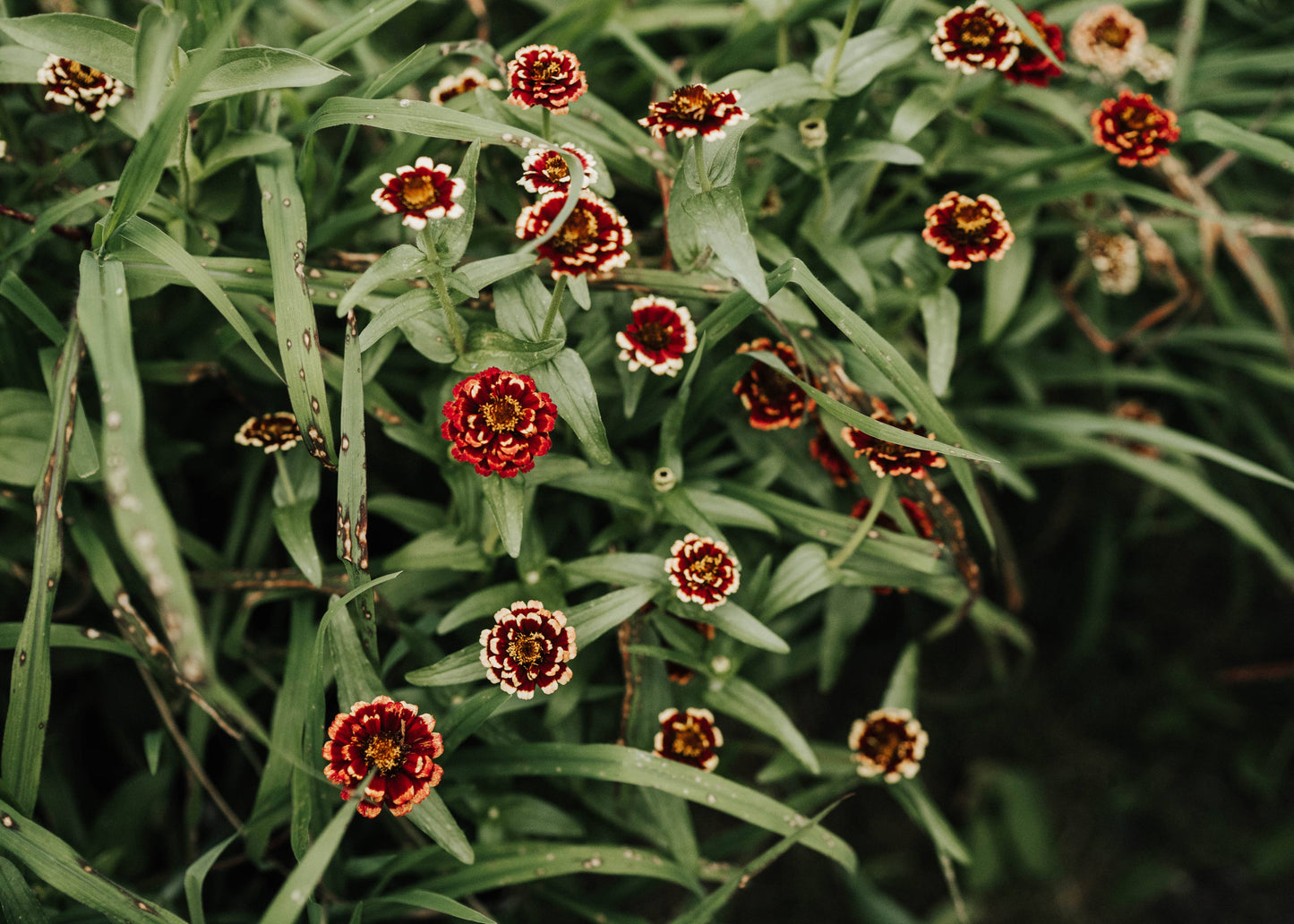 Foxglove Farmhouse - Zinnia Persian Carpet Seeds