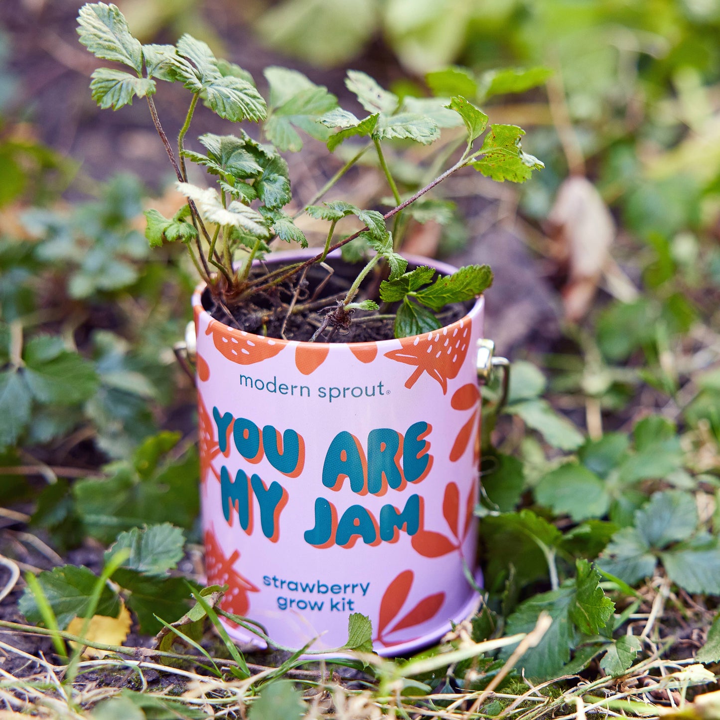 Modern Sprout Grow Kits: You are My Jam