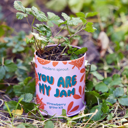 Modern Sprout Grow Kits: Awesome Sauce