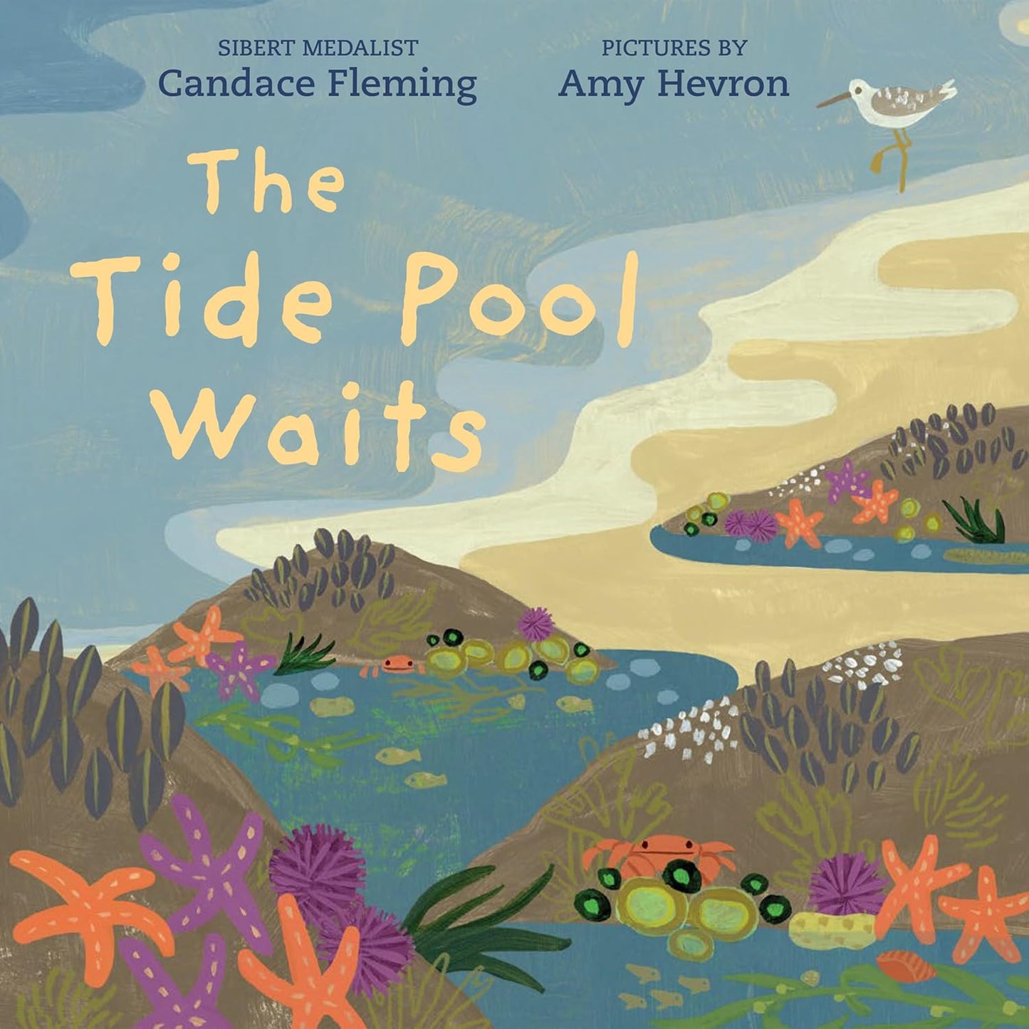 The Tide Pool Waits- Candace Fleming
