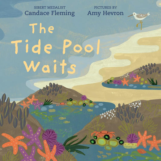 The Tide Pool Waits- Candace Fleming