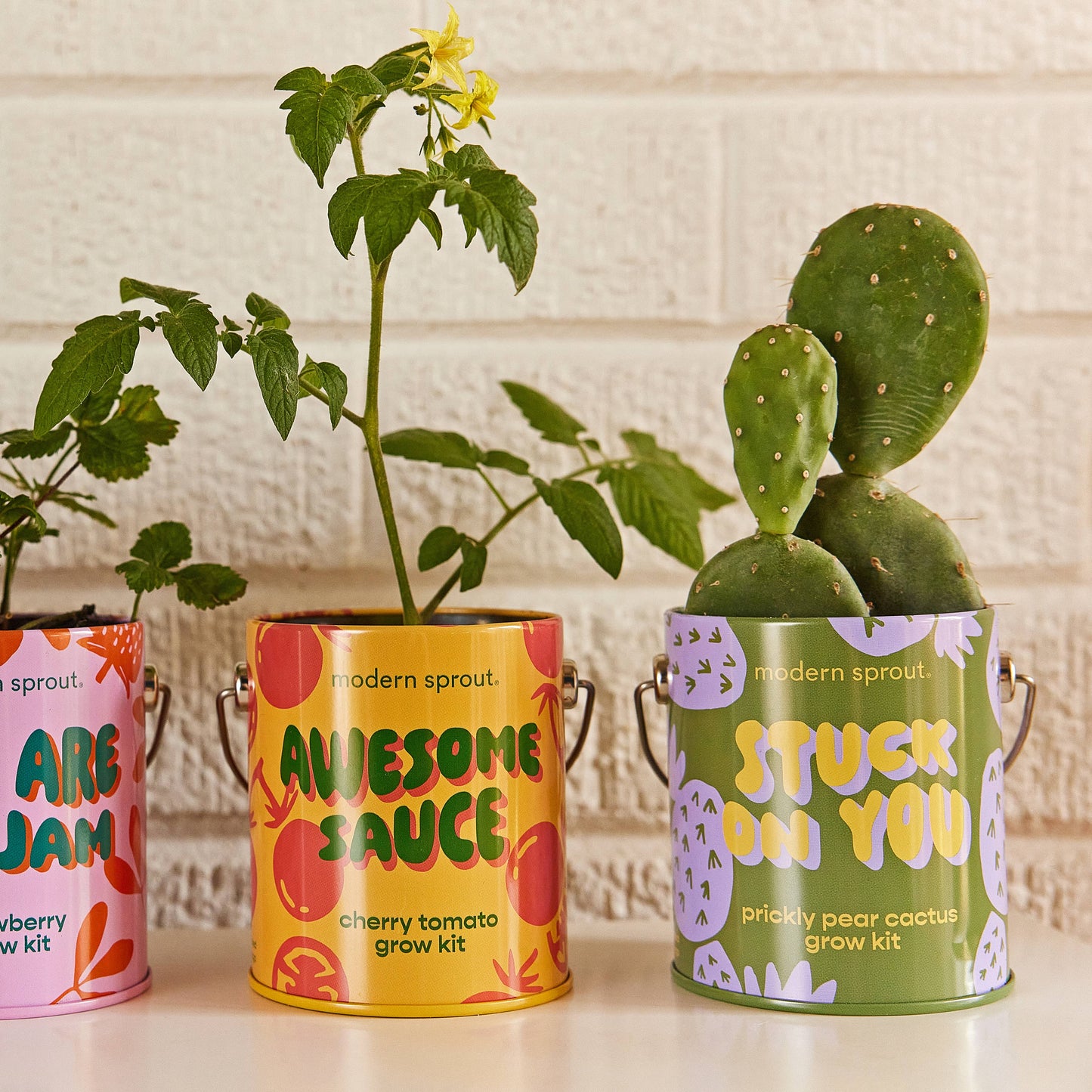 Modern Sprout Grow Kits: Awesome Sauce