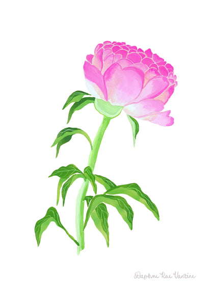 Pink Peony Botanical Art Print