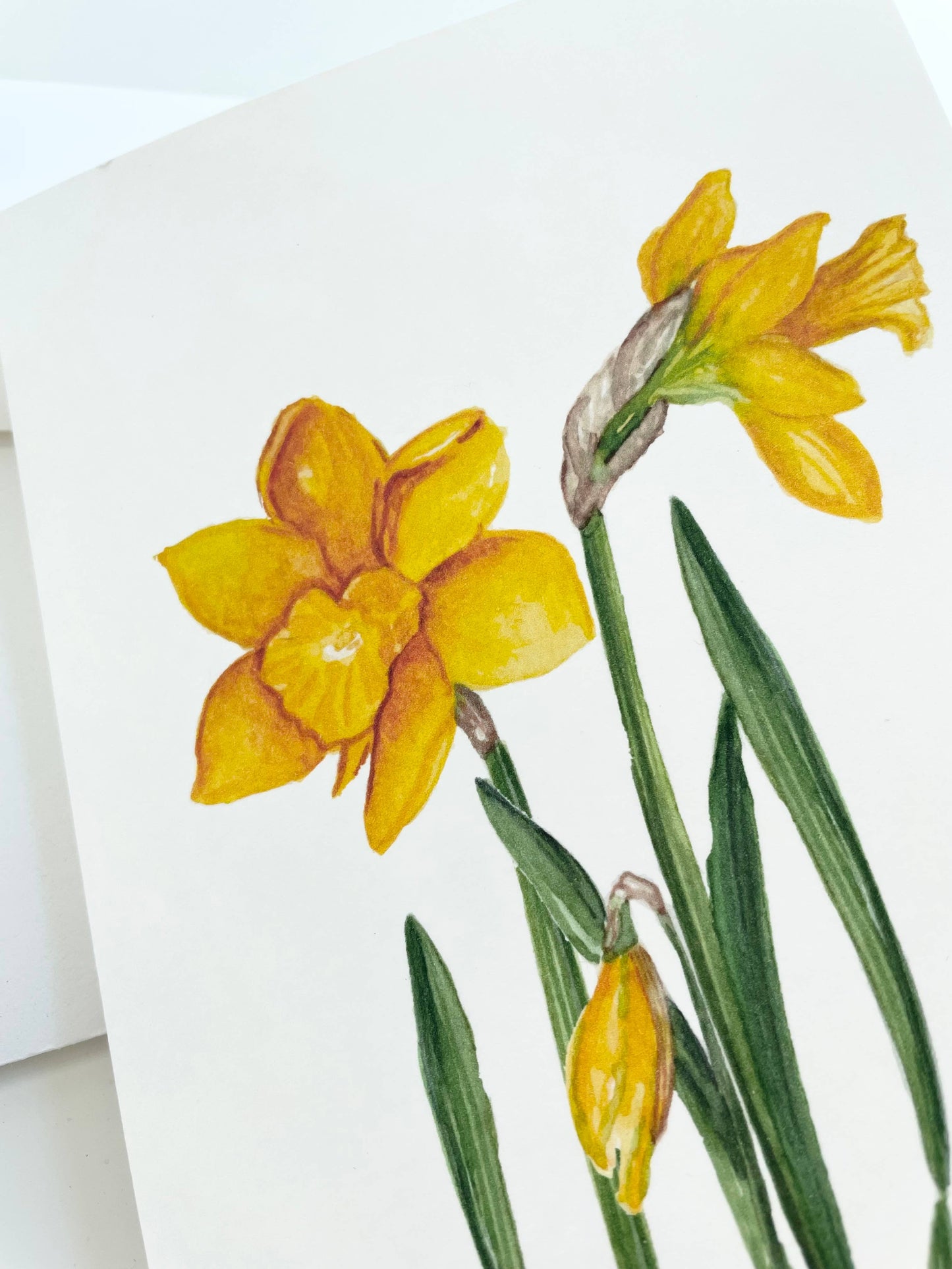 StudioReta - Flowers of Spring Greeting Card ~ daffodil greeting card