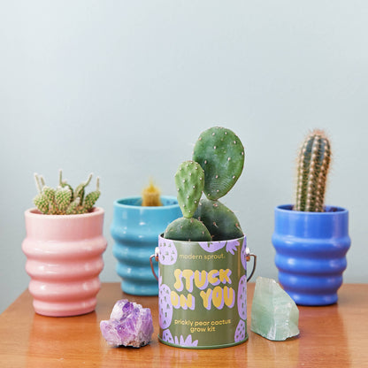 Modern Sprout Grow Kits: Awesome Sauce