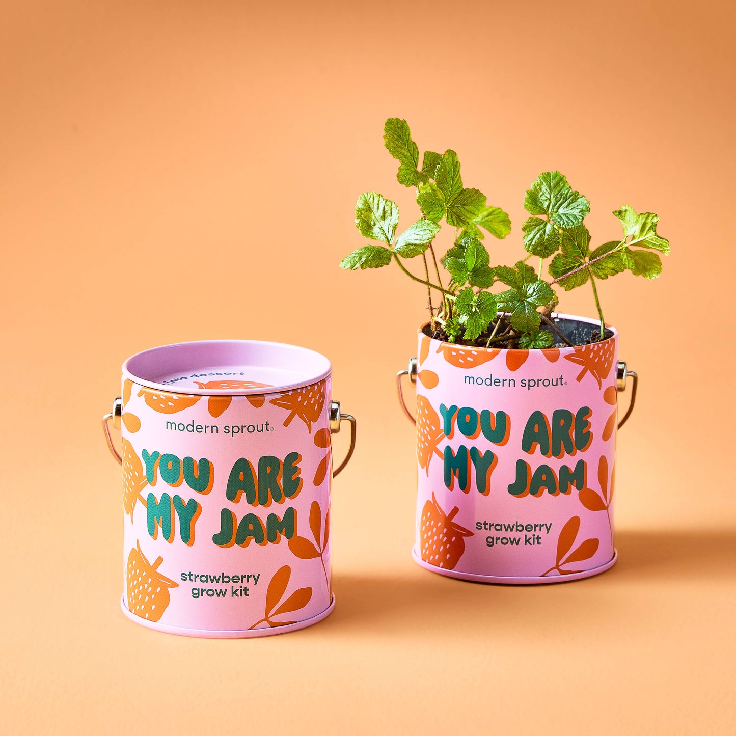 Modern Sprout Grow Kits: Awesome Sauce