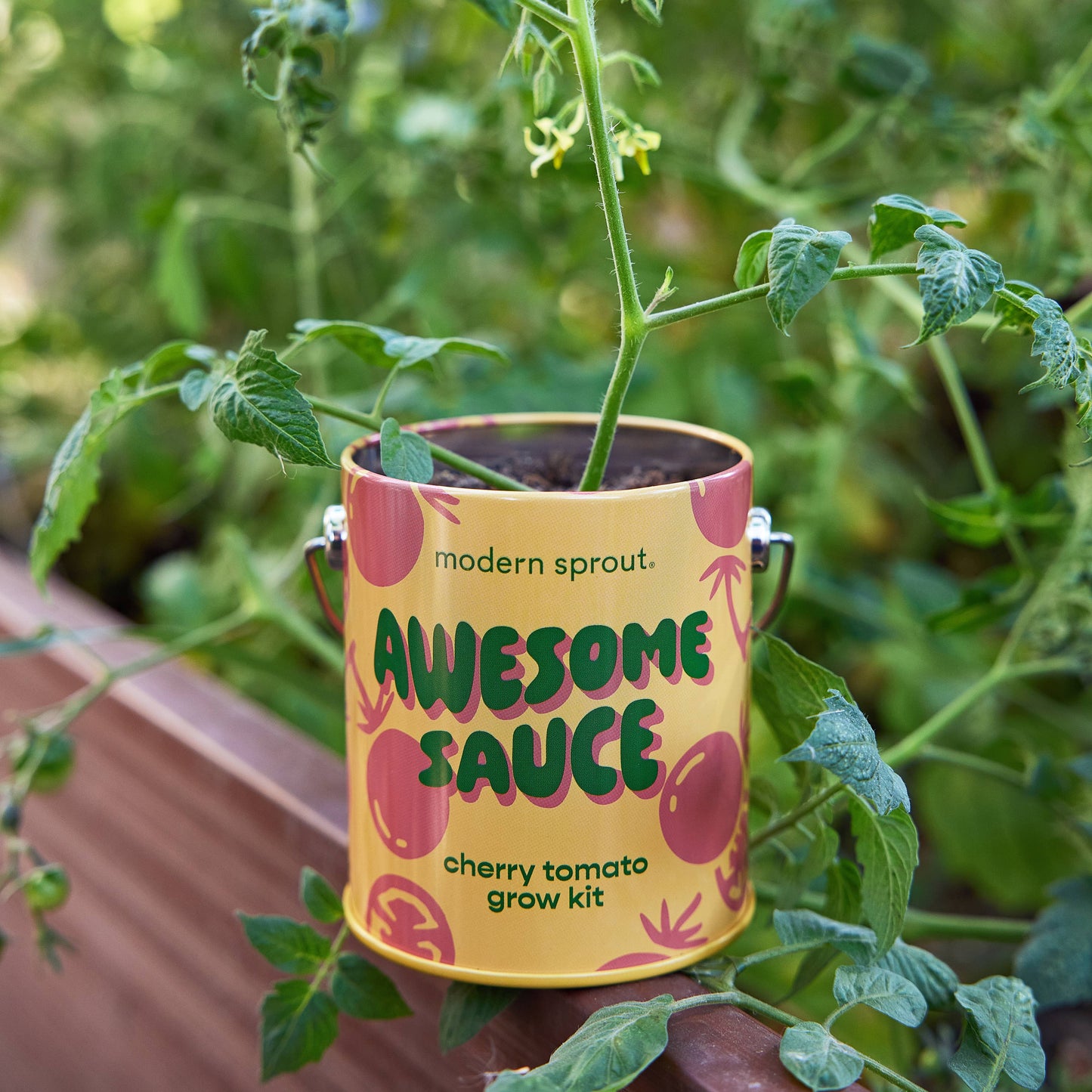 Modern Sprout Grow Kits: Awesome Sauce