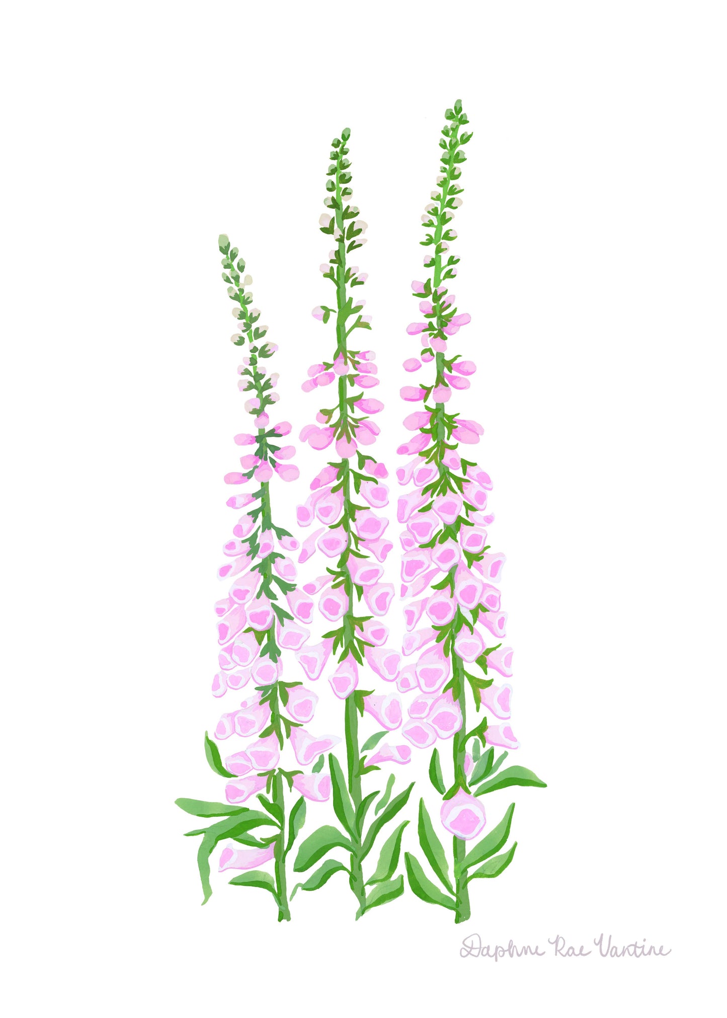 Foxglove Botanical Art Print