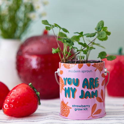 Modern Sprout Grow Kits: Awesome Sauce